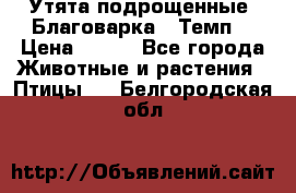 Утята подрощенные “Благоварка“,“Темп“ › Цена ­ 100 - Все города Животные и растения » Птицы   . Белгородская обл.